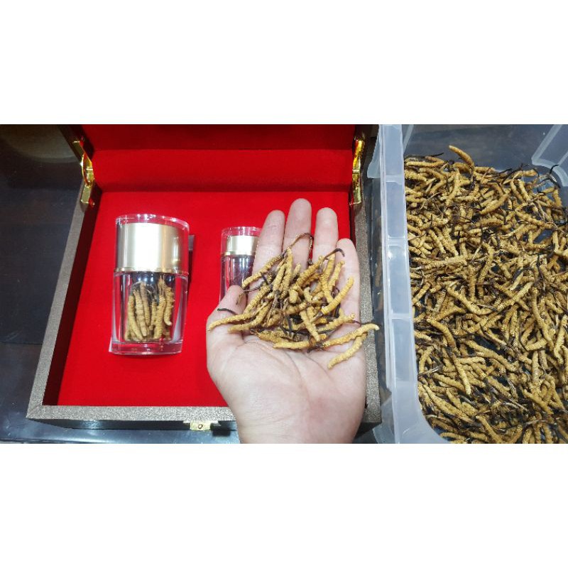 Đông Trùng Hạ Thảo Nguyên Con Tây Tạng Hộp 10g 30 Con Loại Đặc Biệt  ❤️