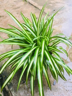 Cây dây nhện