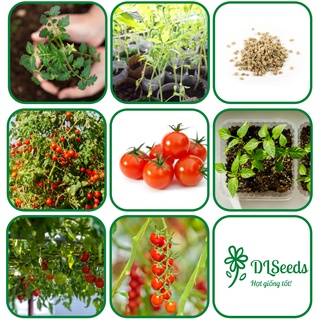Hạt giống cà chua cherry, gói 50 hạt, dlseeds - hạt giống tốt