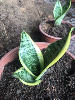 Cây lưỡi hổ trung - Size để bàn