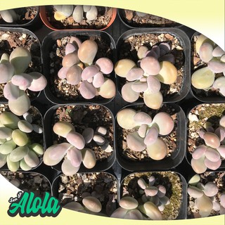 Sen đá bầu sỏi hồng (3-7cm)