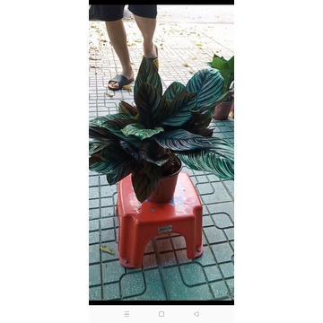 Cây đuôi công ánh kim bịch đất