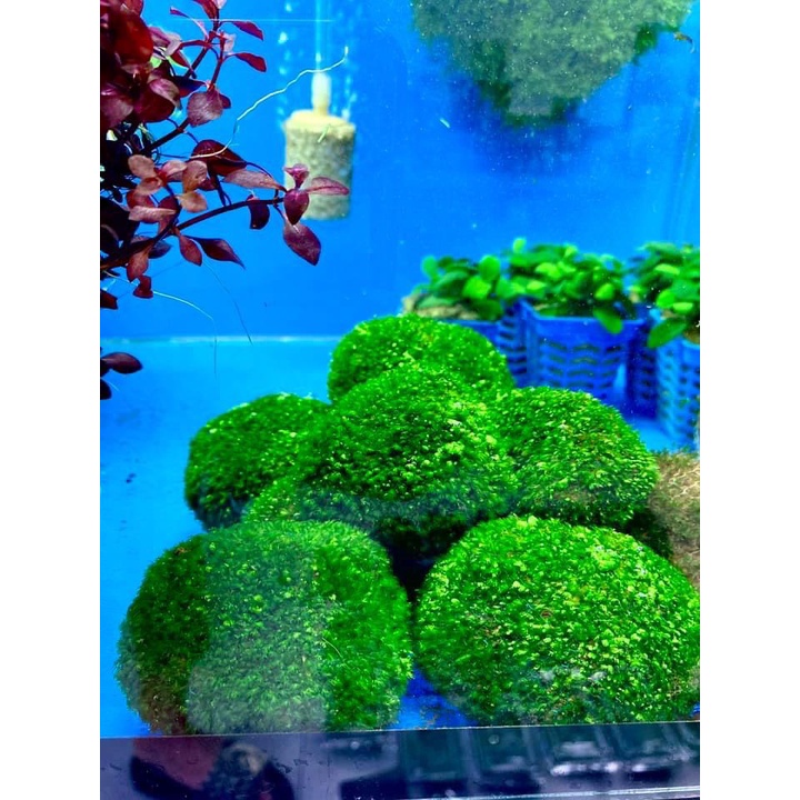 Rêu Mini Fiss Bám Đá - Mini Fiss Viên Thuỷ Sinh - viên rêu minifiss - trang trí bể thủy sinh - bể tép