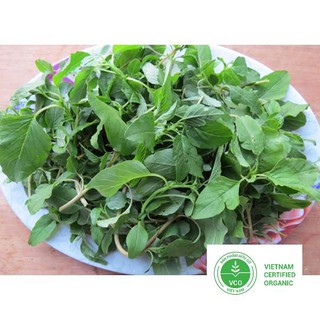 10g Hạt giống Rau dền cơm THUTHUY