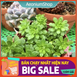 Sen Đá Sedum Hoa Hồng Xanh Size Trung, Xuất Xứ Đà Lạt, Lỗi 1 Đổi 1 ❣️
