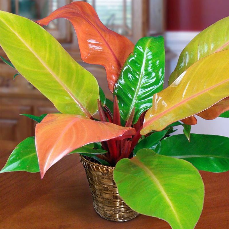 cây giống Philodendron orange princess