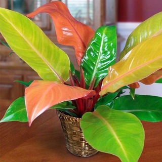 Cây giống Philodendron orange princess
