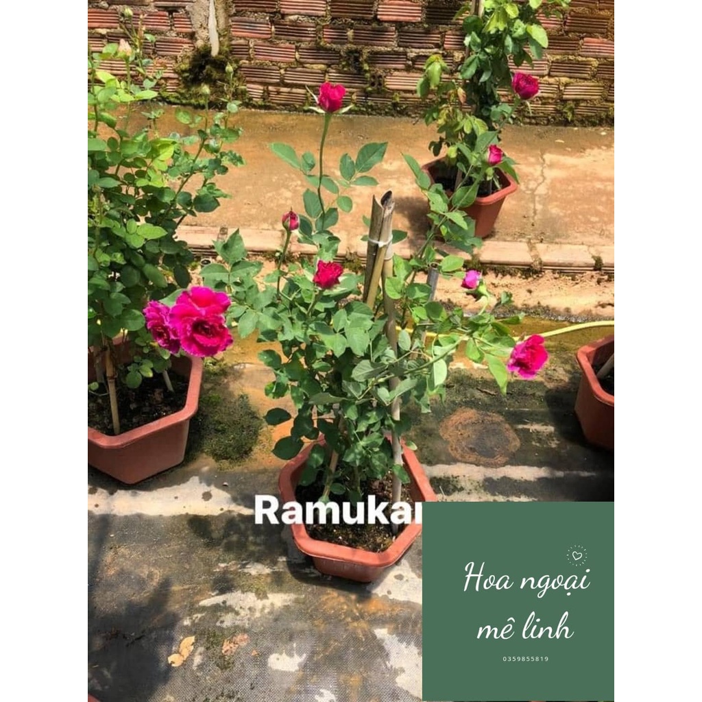 Hoa hồng ngoai Ramukan rose màu hồng đậm tuyệt đẹp -hoangoaimelinh