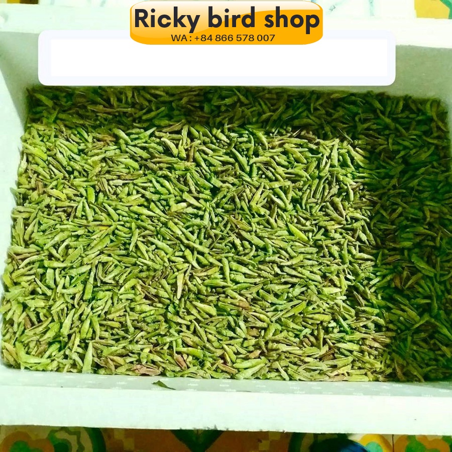Bird food - 100% made of grasshopper - Ricky bird shop