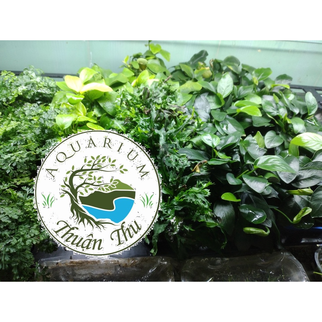 Ráy Hoa_Trầu bà trung_set bể Cây thủy sinh, bán cạn, tiểu cảnh