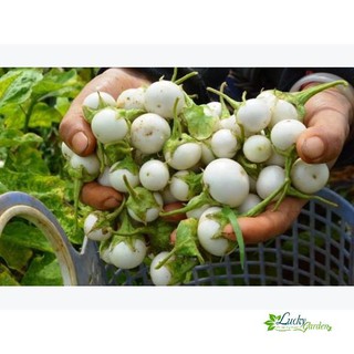 0.5g Hạt giống Cà pháo trắng (tặng gói Kích nẩy mầm và Hướng dẫn) XTRA TẶNG KÈM PHÂN VÀ KÍCH MẦM