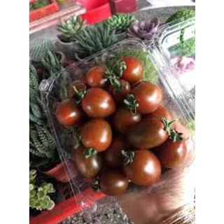HẠT GIỐNG CÀ CHUA CHOCOLA PLUM