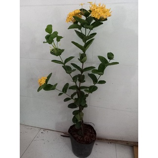 mẫu đơn pháp vàng 1 cốt
