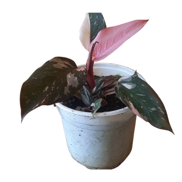 Chậu kiểng lá Philodendron Pink Princess màu hồng var, kích thước (15-20cm), Vườn Lafa Garden