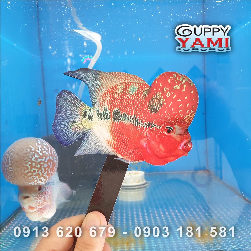 Cây kè cá La Hán, giá rẻ, dày dặn, hàng có sẵn