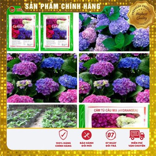Hạt Giống Hoa Cẩm Tú Cầu mix(10-15 hạt)