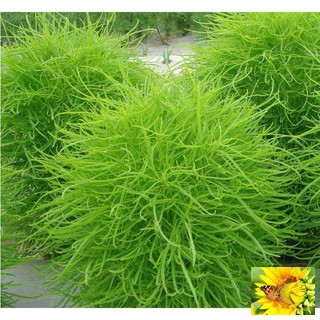 Hạt Giống Cỏ Đổi Màu - 50 hạt