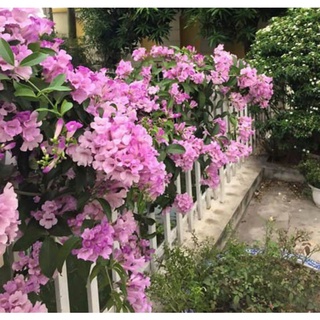 Cây giống hoa lan tỏi