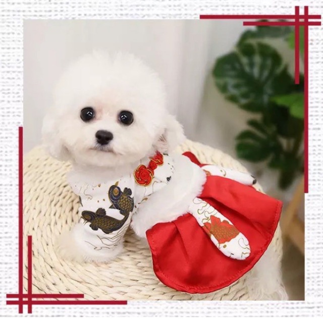 Váy tết siêu xinh cho cún miu 🧧