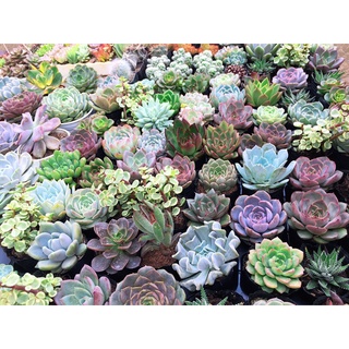Sen Đá size bầu [ib shop gửi hình lựa ạ]
