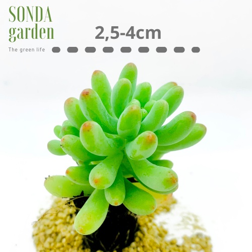 Sen đá thạch ngọc mĩ SONDA GARDEN size mini 2.5-4cm, xuất xứ Đà Lạt, khoẻ đẹp, lỗi 1 đổi 1