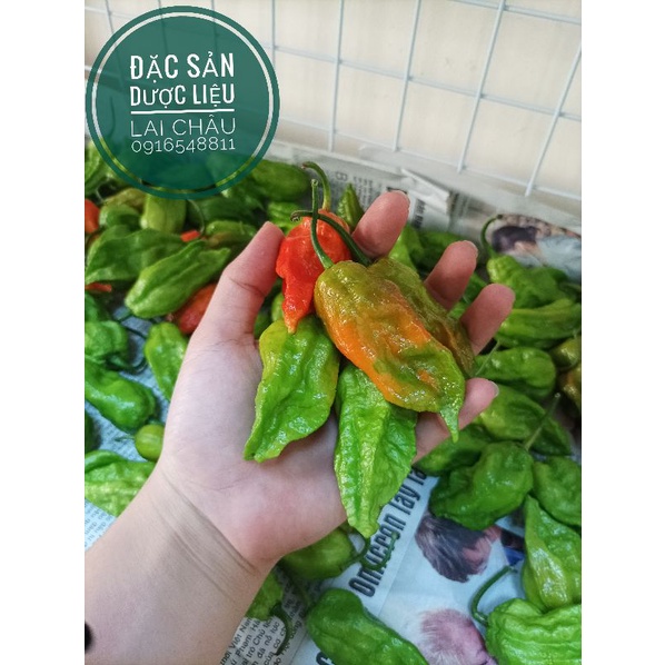 Ớt trung đoàn Mường Tè Lai Châu, ớt cay nhất Việt Nam