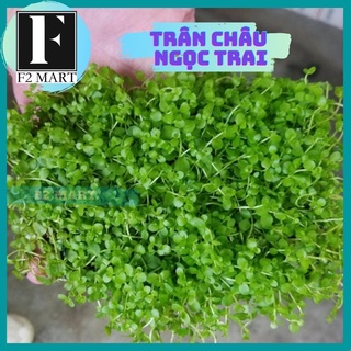 Trân Châu Ngọc T rai-Cây Thuỷ Sinh Trang Trí Bể Cá(Lá Nước)
