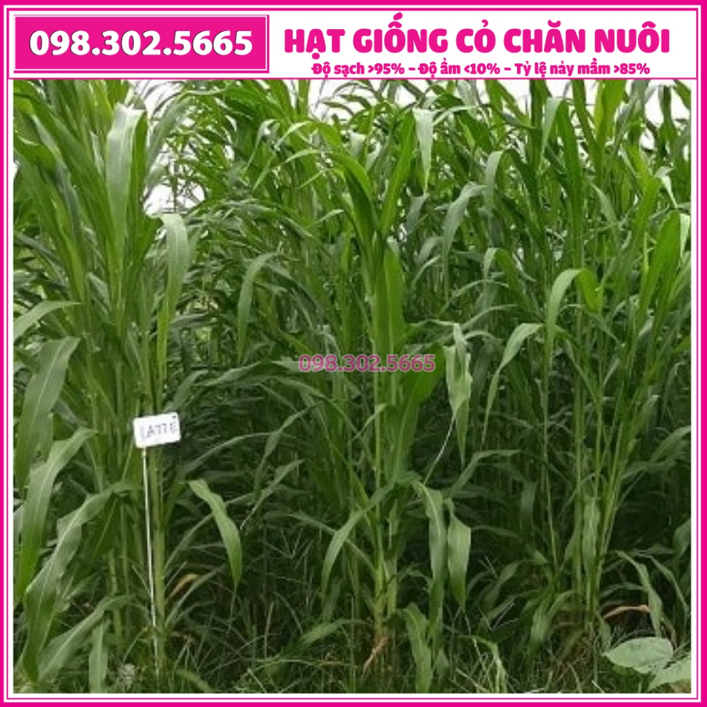 Hạt giống cỏ chăn nuôi Sudan lai 100g