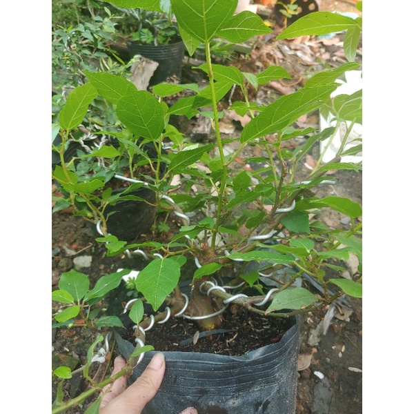 Cây sung bonsai SIÊU TRÁI