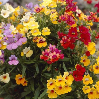 100 HẠT - HẠT GIỐNG HOA MÂY MIX