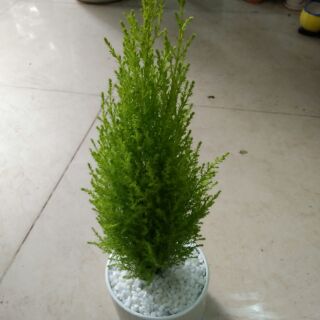 Cây tùng thơm