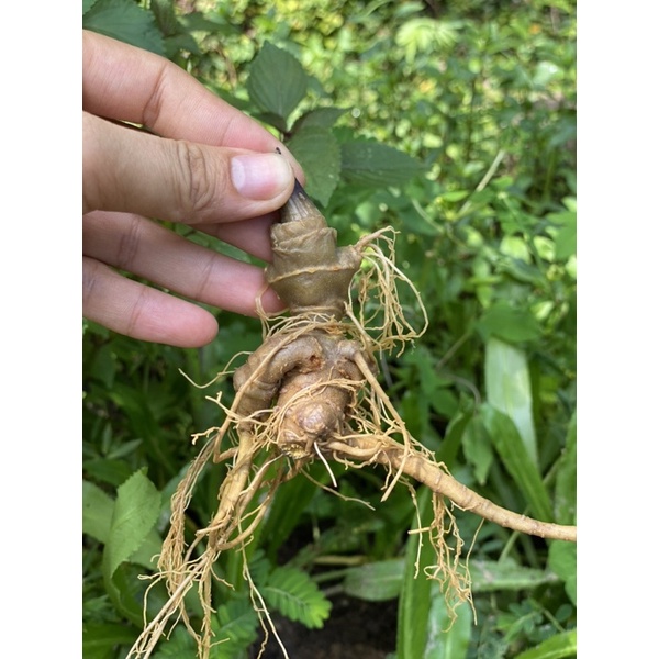 Bột Tam Thất Lâu Năm Hà Giang