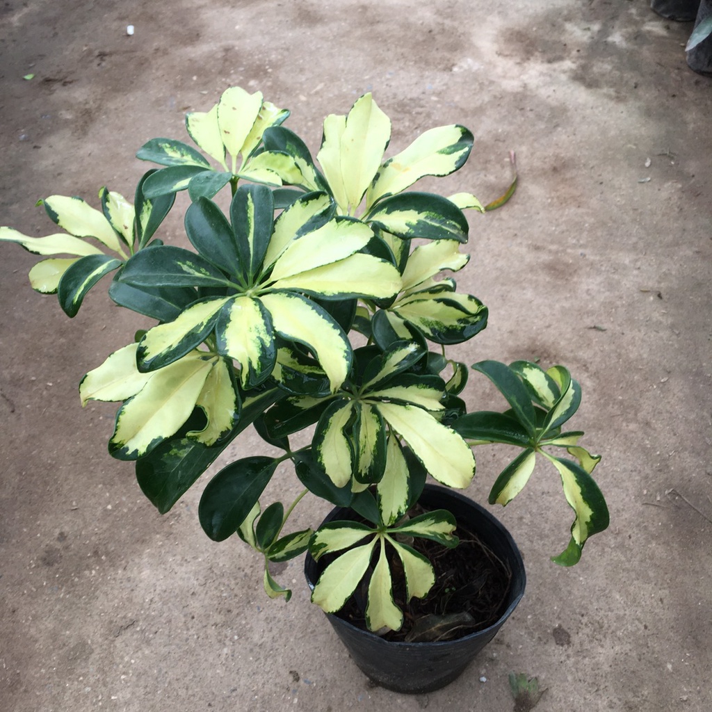 Cây NGŨ GIA BÌ Cẩm Thạch Tán Xum,Dễ Chăm Sóc Chiều Cao Cây 40cm