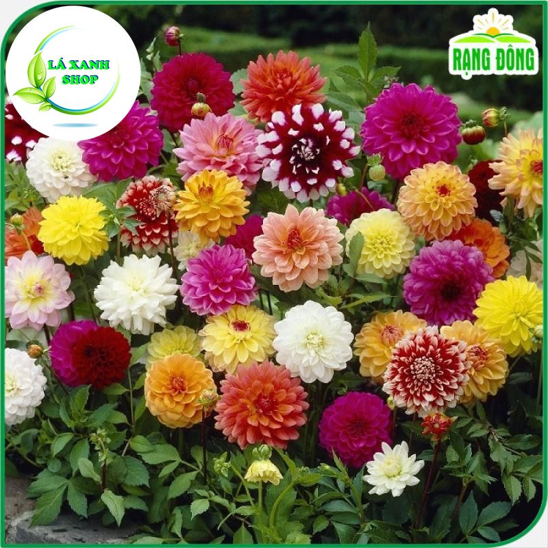 Hạt Giống Hoa Thược Dược Nhiều Màu Dễ Chăm Sóc, Trồng Quanh Năm (gói 0,1 gram) - Hạt giống Rạng Đông