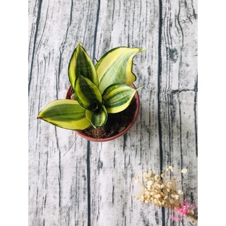 cây lưỡi hổ, lưỡi hổ thái