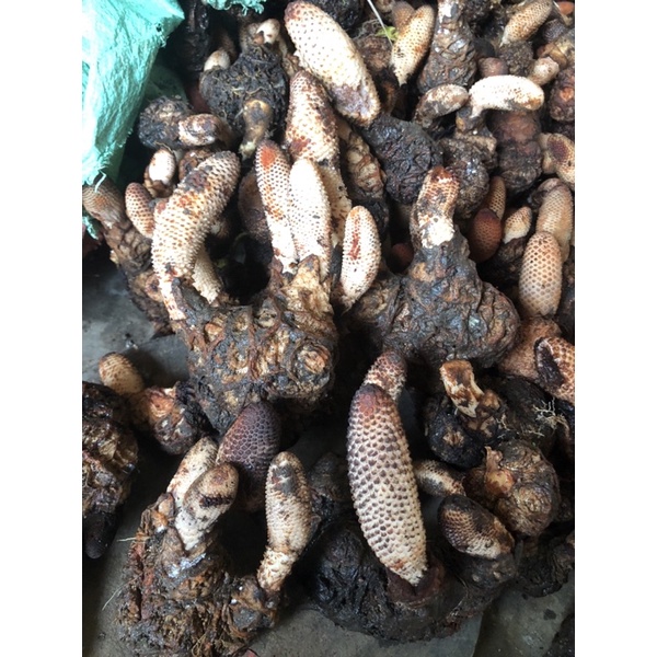 Tích dương tươi chuẩn rừng Tây Bắc