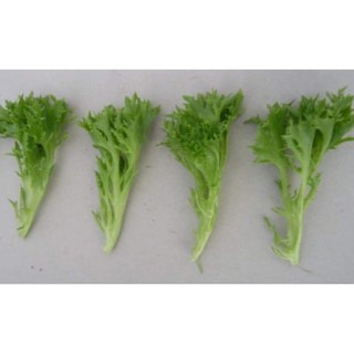 Hạt giống xà lách Crispy Leaf Mỹ