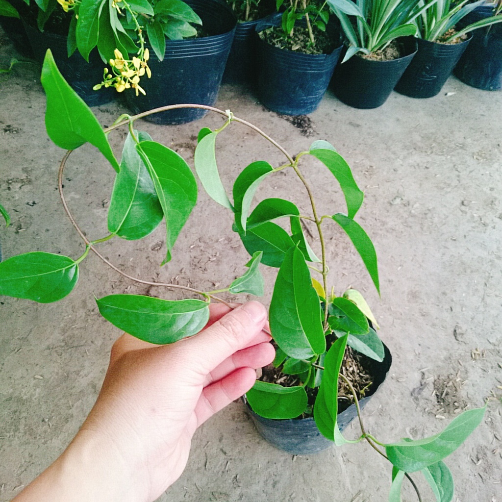 Cây Mai Hoàng Yến
