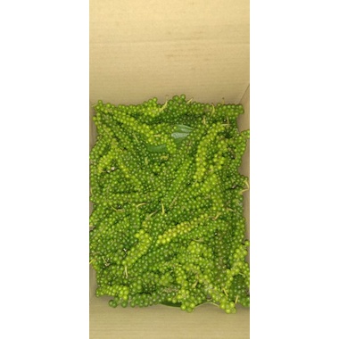 1kg tiêu xanh