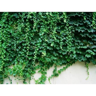 Hạt Giống Dây Thường Xuân (5-10 Hạt)