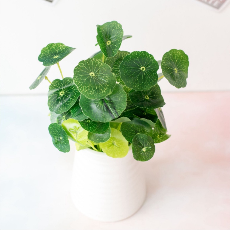 CÂY RAU MÁ NHẬT LÁ TRÒN - Cây cảnh giả dòng thủy sinh trang trí không gian nhà, sân vườn, quán cafe