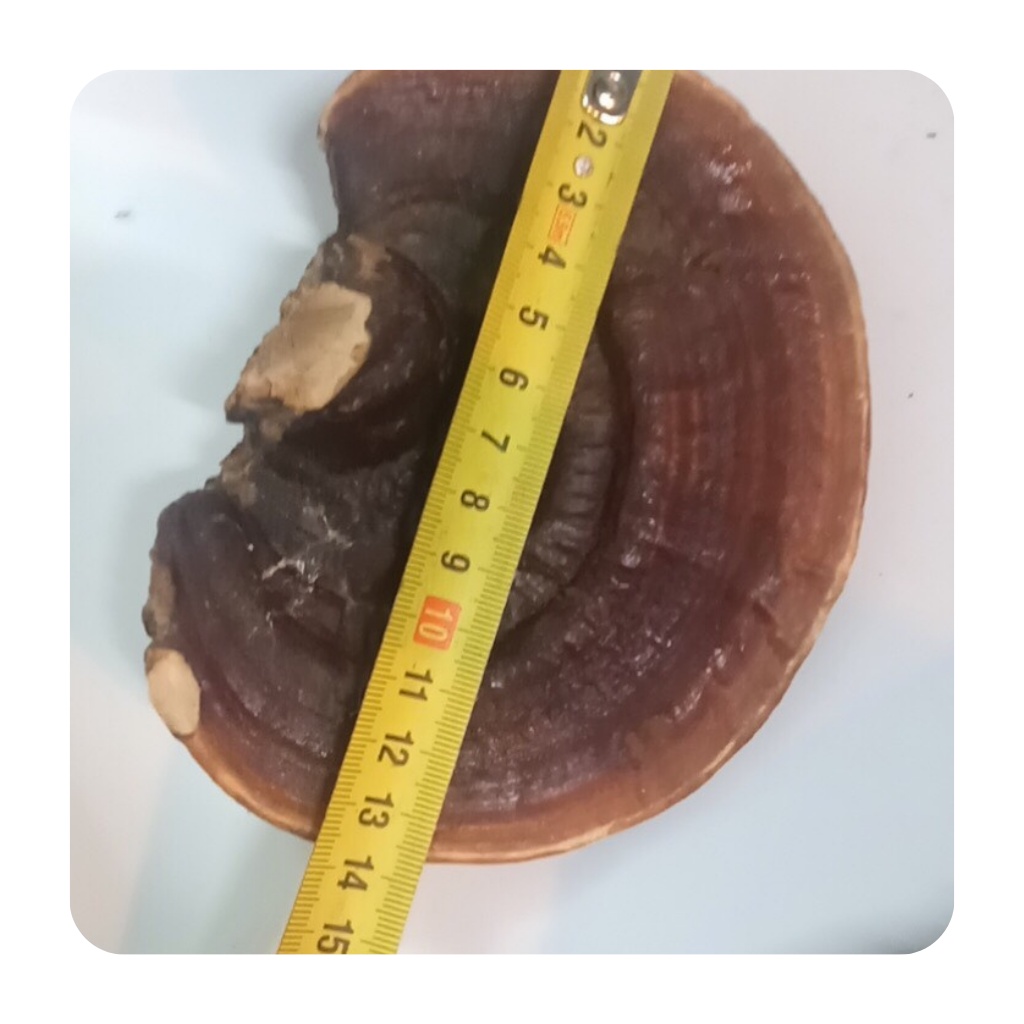 Nấm hồng chi ( nấm linh chi )chuẩn rừng loại to nguyên tai và thái lát tốt cho tim,hỗ trợ huyết áp,gout,tốt cho sức khoẻ | BigBuy360 - bigbuy360.vn