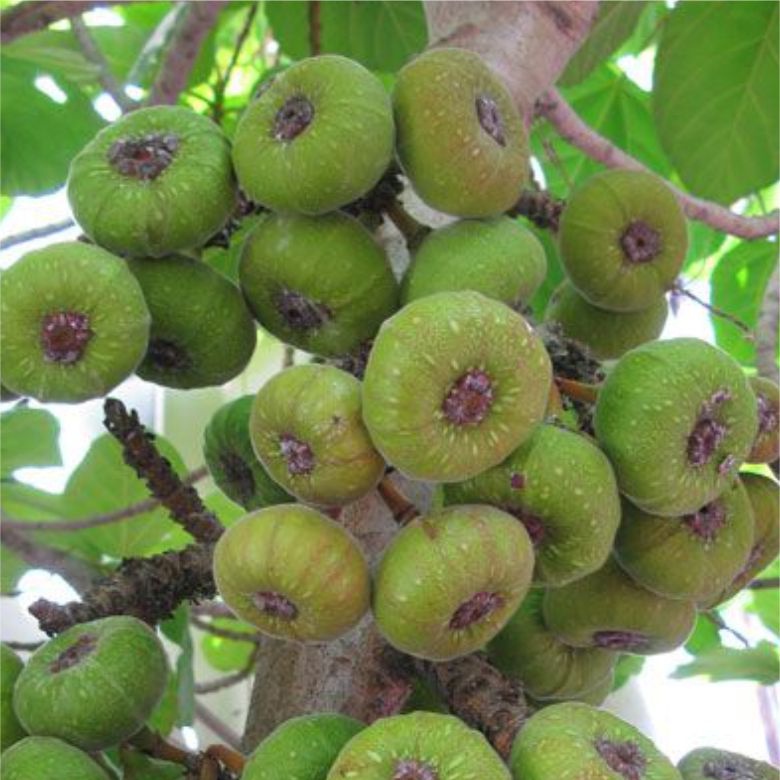 💙Cây vả mật chuẩn xịn - Đơn hàng thanh toán trước tặng lọ siêu kích rễ N3M