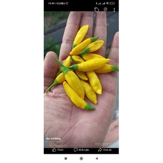 hạt ớt lemon drop