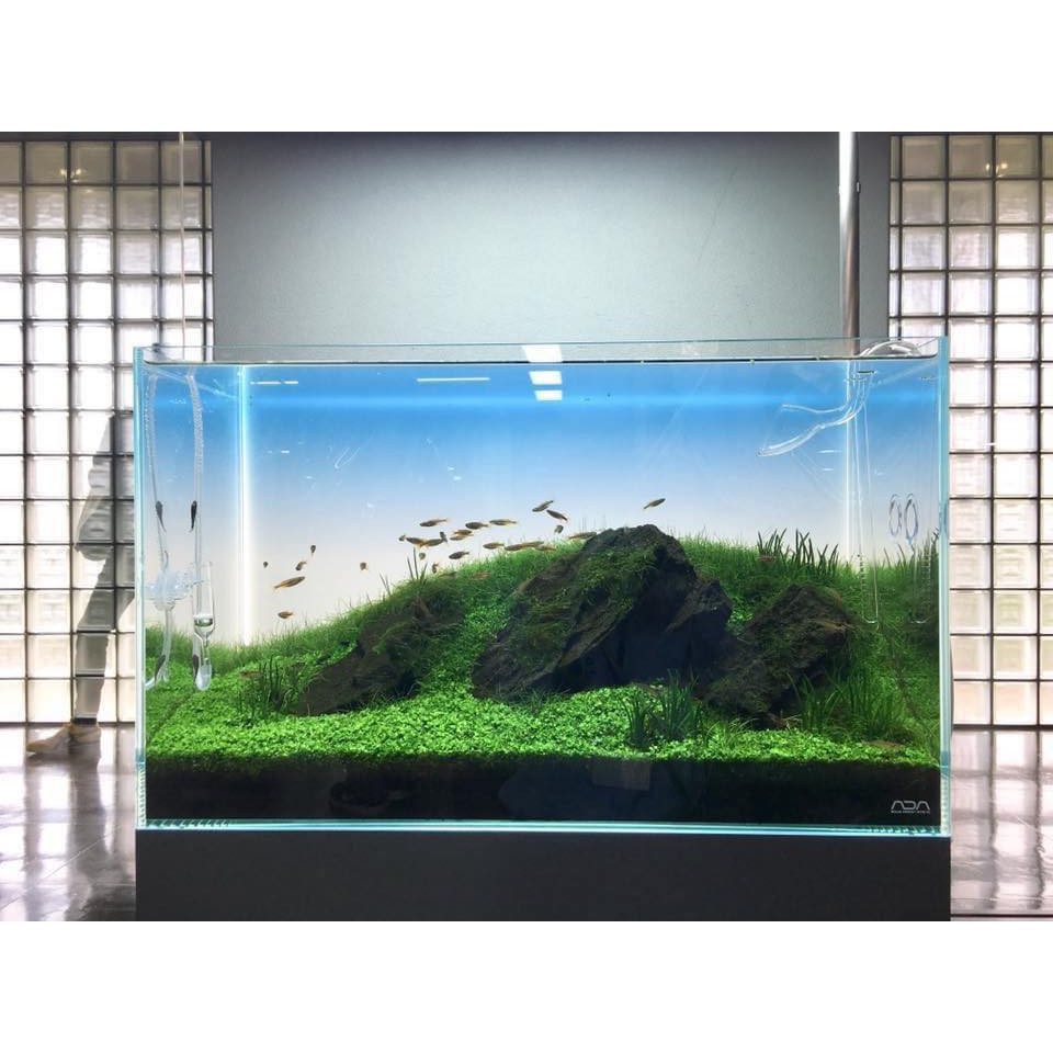 Decal 3D trang trí bể cá
