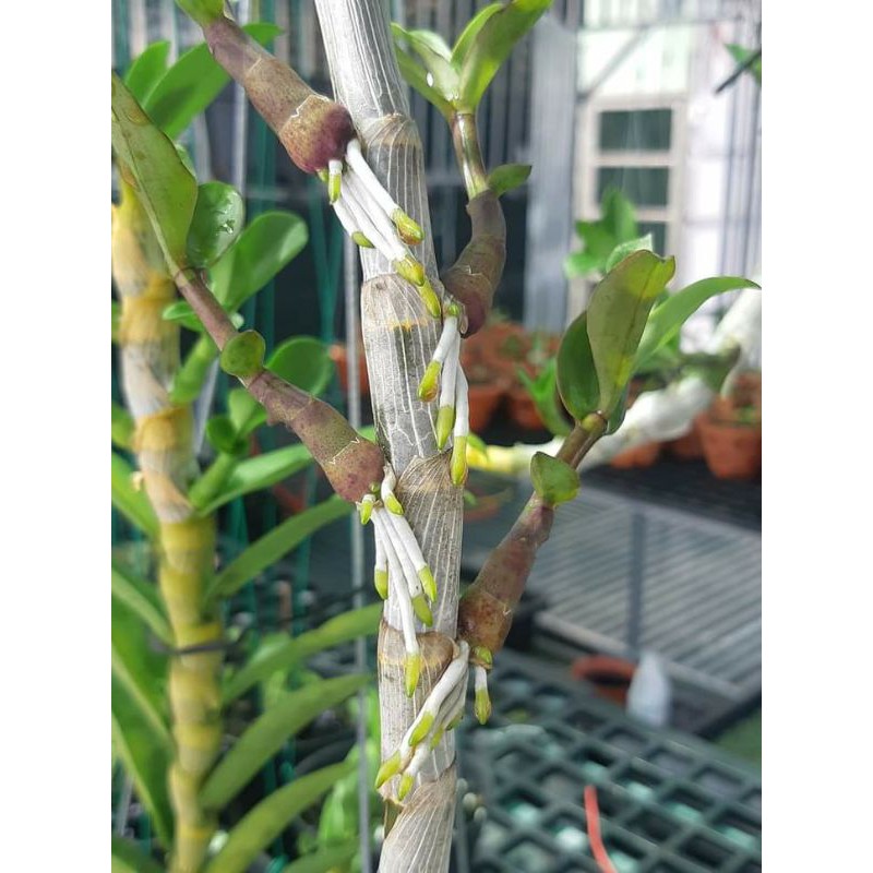 Phân bón lá cho lan, cây cảnh PHS TRÍ VIỆT giúp kích rễ, phục hồi cây suy, dễ làm kie