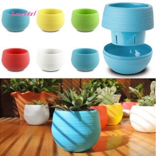 Chậu cây mini