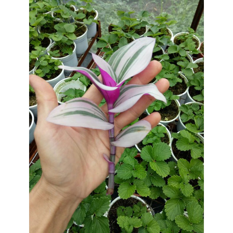 1 nhánh giống THÀI LÀI HỒNG