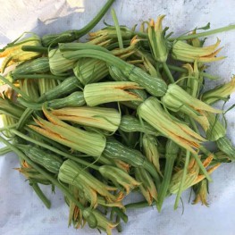 Hạt_Giống_Bí_Siêu_Nụ 15 hạt ( tặng kèm kích mầm và phân bón )