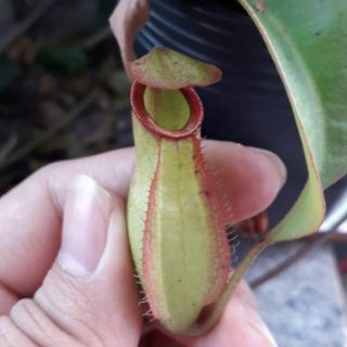 Cây nắp ấm size nhỏ